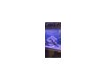 Aquarien - Fische - Bild 5