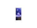 Aquarien - Fische - Bild 2