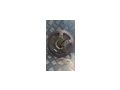 Wan VINTAGE Uhr - Uhren & Wecker - Bild 4