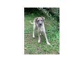Kent NOTFALL �sterreich - Mischlingshunde - Bild 2
