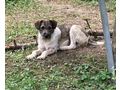 Kent NOTFALL �sterreich - Mischlingshunde - Bild 4