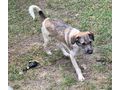 Kent NOTFALL �sterreich - Mischlingshunde - Bild 5