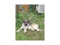Kent NOTFALL �sterreich - Mischlingshunde - Bild 6