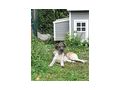 Kent NOTFALL �sterreich - Mischlingshunde - Bild 7