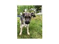 Kent NOTFALL �sterreich - Mischlingshunde - Bild 9