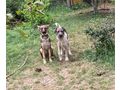 Kent NOTFALL �sterreich - Mischlingshunde - Bild 10
