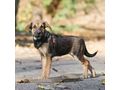 Das s��e Hundem�dchen Taina Familie - Mischlingshunde - Bild 3