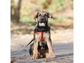 Das s��e Hundem�dchen Taina Familie - Mischlingshunde - Bild 4