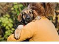 Das s��e Hundem�dchen Taina Familie - Mischlingshunde - Bild 5