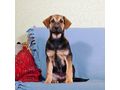 Das s��e Hundem�dchen Taina Familie - Mischlingshunde - Bild 7