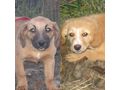Rina Romy kuscheliges Zuhause - Mischlingshunde - Bild 1