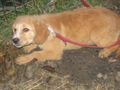 Rina Romy kuscheliges Zuhause - Mischlingshunde - Bild 5