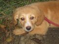 Rina Romy kuscheliges Zuhause - Mischlingshunde - Bild 6
