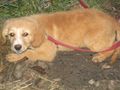 Rina Romy kuscheliges Zuhause - Mischlingshunde - Bild 7