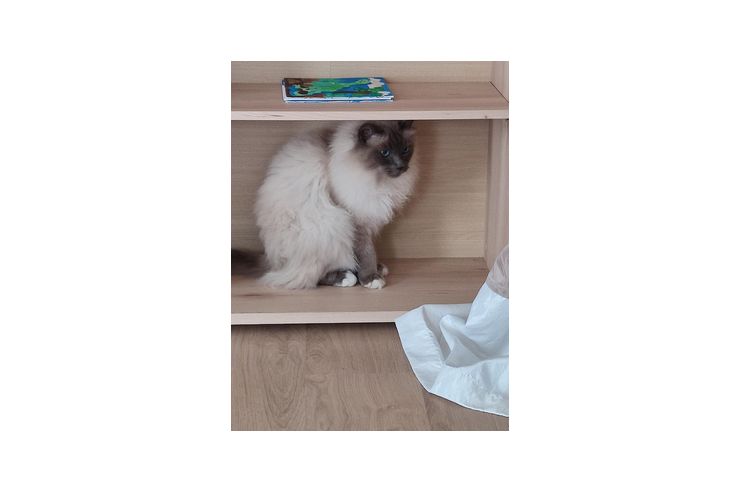 Ragdoll - Rassekatzen - Bild 1