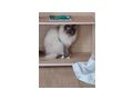 Ragdoll - Rassekatzen - Bild 1