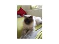 Ragdoll - Rassekatzen - Bild 2