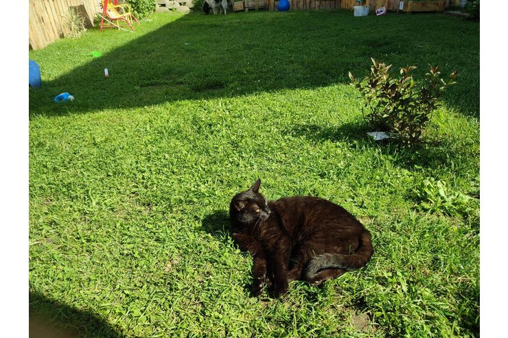 EKH Katze - Mischlingskatzen - Bild 1
