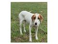 Nala freut Gl�ck IHNEN - Mischlingshunde - Bild 1