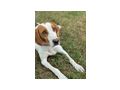 Nala freut Gl�ck IHNEN - Mischlingshunde - Bild 2