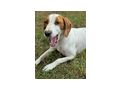 Nala freut Gl�ck IHNEN - Mischlingshunde - Bild 3