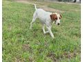 Nala freut Gl�ck IHNEN - Mischlingshunde - Bild 4