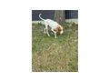 Nala freut Gl�ck IHNEN - Mischlingshunde - Bild 5