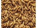1 kg frische Mehlw�rmer - Insekten - Bild 1