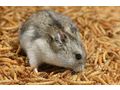 1 kg frische Mehlw�rmer - Insekten - Bild 3