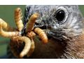 1 kg frische Mehlw�rmer - Insekten - Bild 5