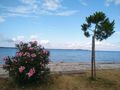 Peroj S�dwesten Istriens 1 5 km Meer - Grundst�ck kaufen - Bild 3