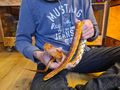 Kornnatter adult - Schlangen - Bild 1