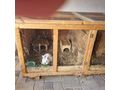 Hasen Hasenstall verschenken - Kaninchen & Hasen - Bild 5