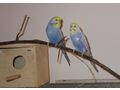 Handzahme Zuchtpaar Rainbow Wellensittiche - Sittiche - Bild 1