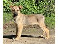 Antun sehnt Geborgenheit - Mischlingshunde - Bild 2