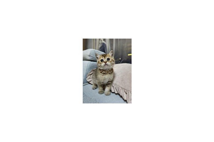 BKH Babys - Rassekatzen - Bild 1