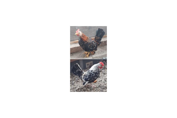 SERAMA H�hne - H�hner & Puten - Bild 1