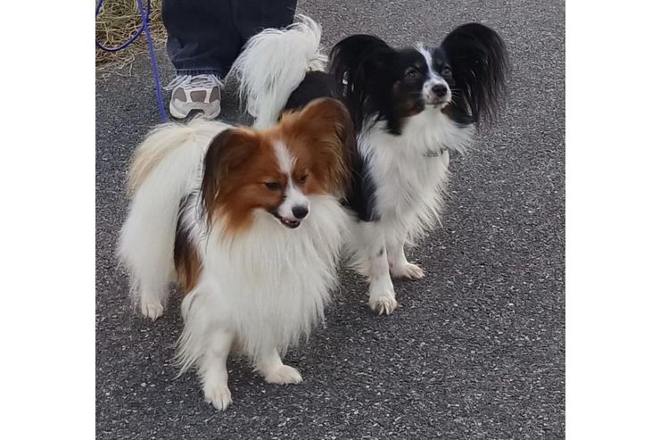 Wurf Ank�ndigung Papillon Welpen - Rassehunde - Bild 1