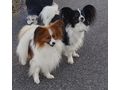 Wurf Ank�ndigung Papillon Welpen - Rassehunde - Bild 1