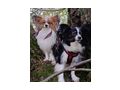Wurf Ank�ndigung Papillon Welpen - Rassehunde - Bild 2