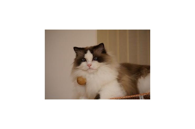 Ragdoll Kater - Rassekatzen - Bild 1