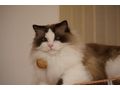 Ragdoll Kater - Rassekatzen - Bild 1