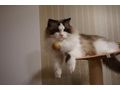 Ragdoll Kater - Rassekatzen - Bild 2