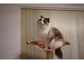 Ragdoll Kater - Rassekatzen - Bild 3