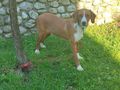 Cassy SIE gl�cklich - Mischlingshunde - Bild 2