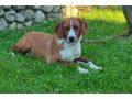 Cassy SIE gl�cklich - Mischlingshunde - Bild 3