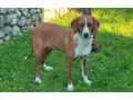 Cassy SIE gl�cklich - Mischlingshunde - Bild 4