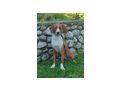 Cassy SIE gl�cklich - Mischlingshunde - Bild 5