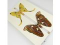 Entomologie Zubeh�r Spannbretter Schmetterlinge - Antiquit�ten, Sammeln & Kunstwerke - Bild 2