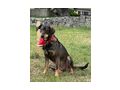 Kella w�nscht liebevolles Zuhause - Mischlingshunde - Bild 3